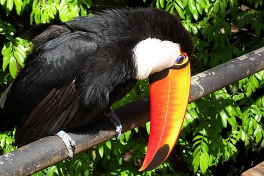 La Selva Misionera: Un ecosistema vibrante