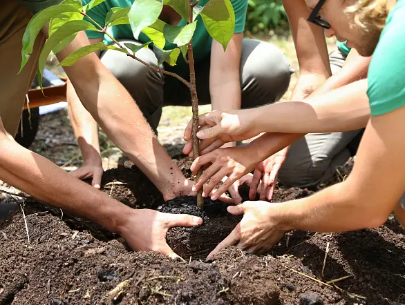 ¡Plantando futuro en la selva paranaense!