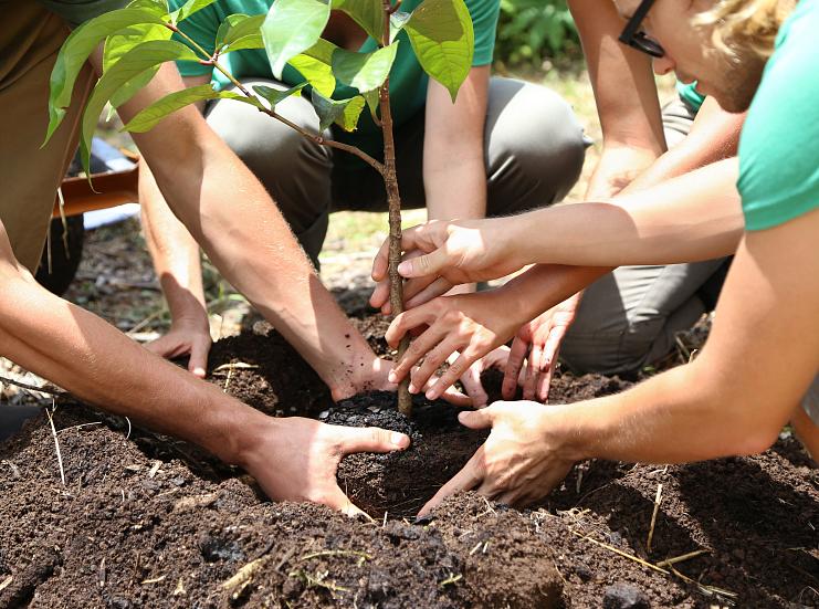 ¡Plantando futuro en la selva paranaense!