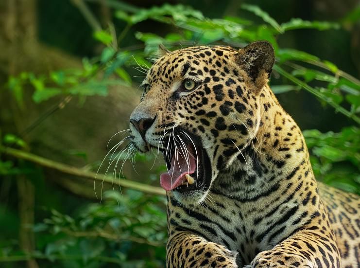 Unidos por la conservación del yaguareté